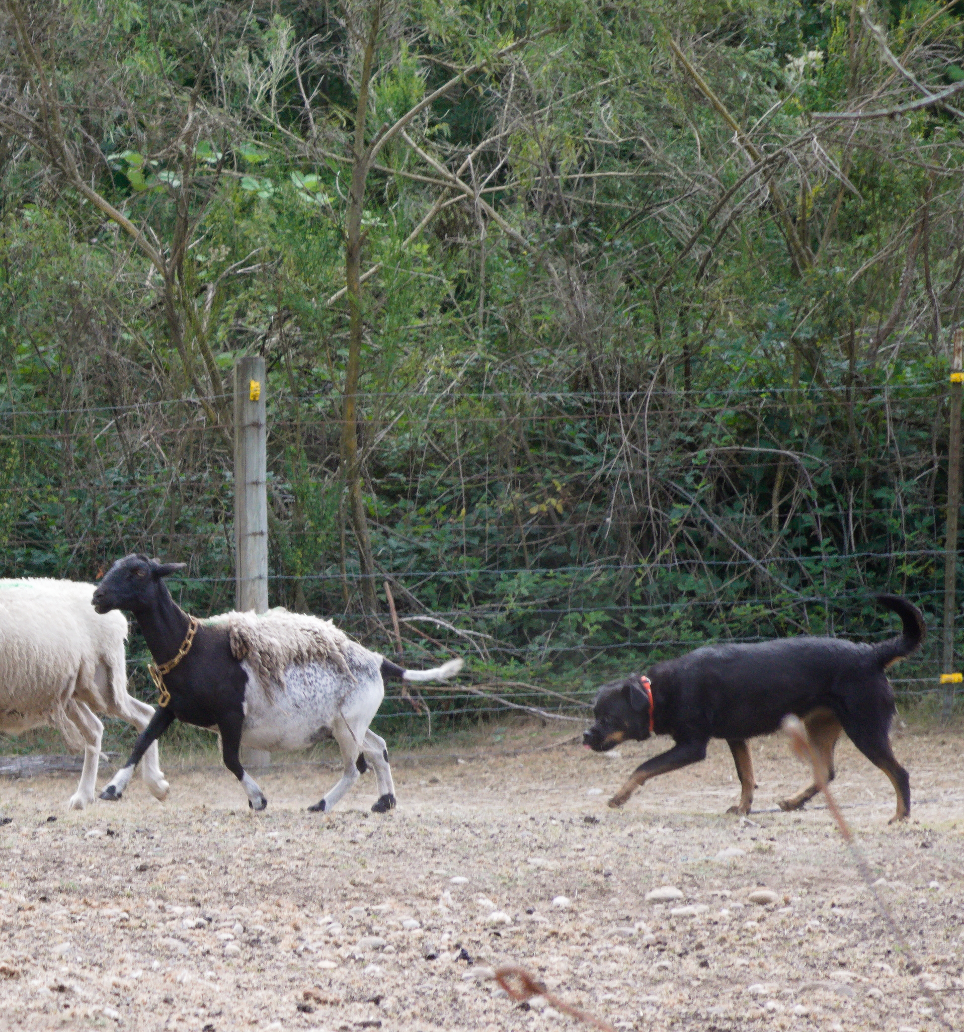 RLF Trial Results – All Breed Herding Club of Western WA