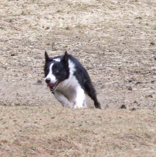 RLF Trial Results – All Breed Herding Club of Western WA