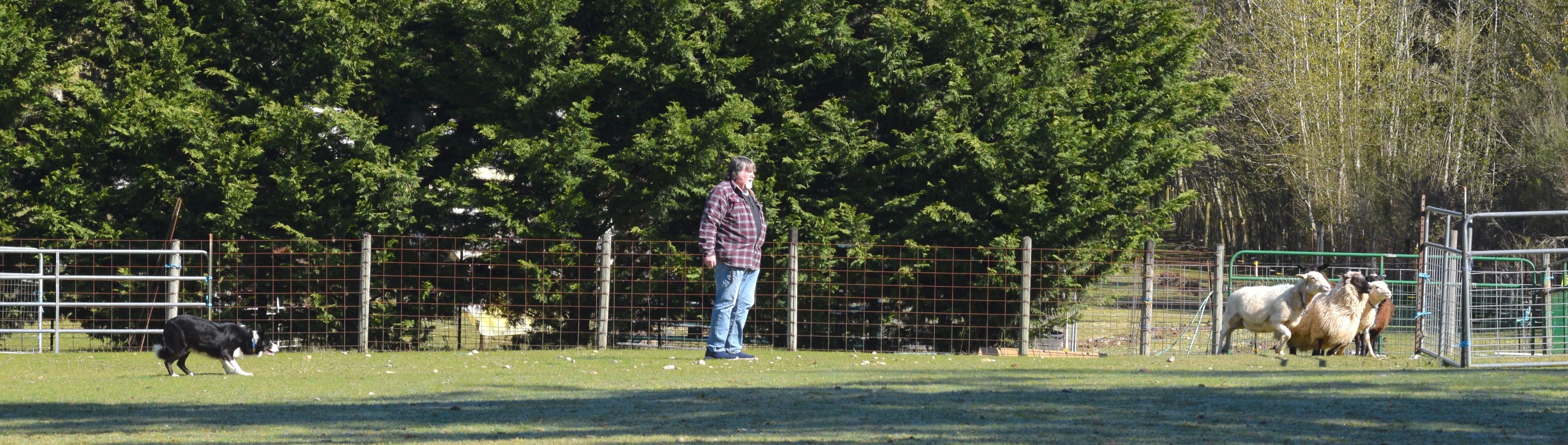 PNWHC April Trial results – All Breed Herding Club of Western WA